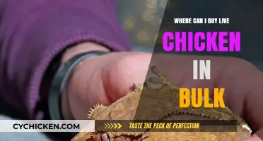 Bulk Live Chicken Suppliers: Where to Buy Fresh Poultry in Large Quantities