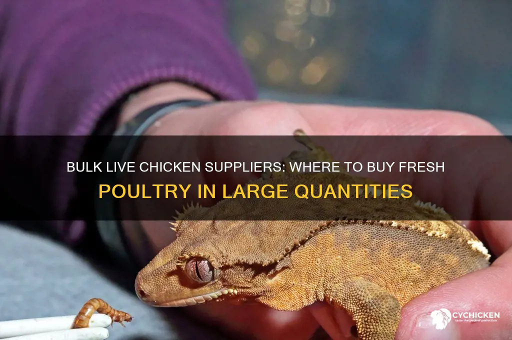 where can i buy live chicken in bulk