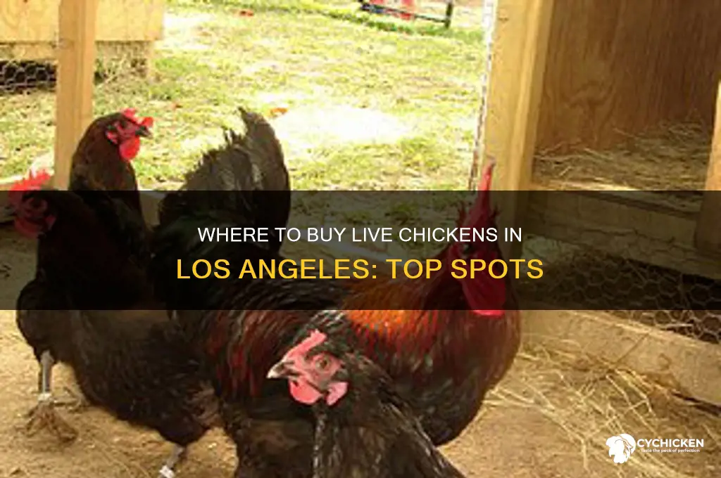 where can i buy live chicken in la