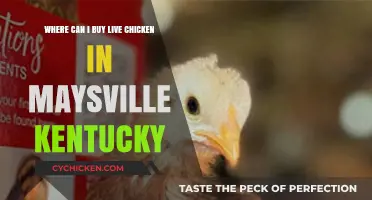Where to Buy Live Chickens in Maysville, Kentucky: A Guide