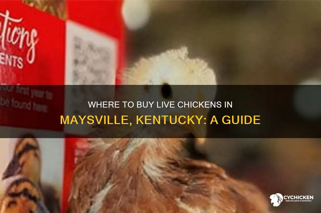 where can i buy live chicken in maysville kentucky