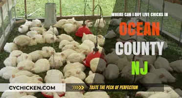 Where to Buy Live Chicks in Ocean County, NJ: A Guide
