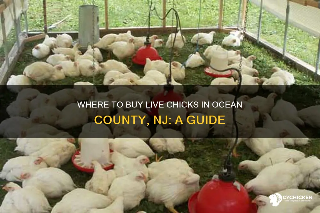 where can i buy live chicks in ocean county nj