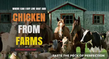 Fresh Farm Animals: Where to Buy Live Goats and Chickens Locally
