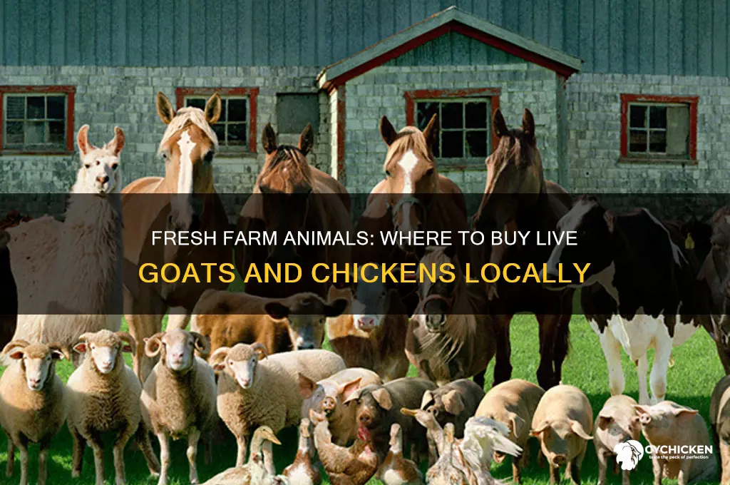 where can i buy live goat and chicken from farms