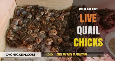 Where to Buy Live Quail Chicks: Top Sources and Tips