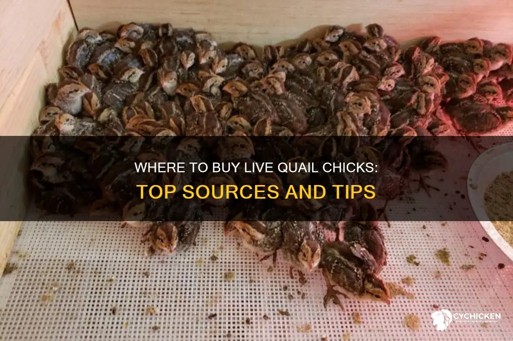 where can i buy live quail chicks