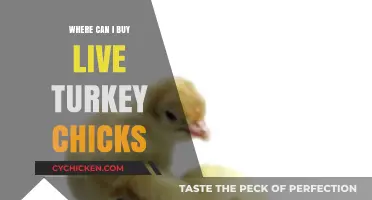 Where to Buy Live Turkey Chicks: Top Sources and Tips