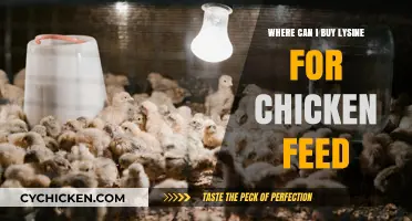 Where to Buy Lysine for Chicken Feed: Top Sources and Tips