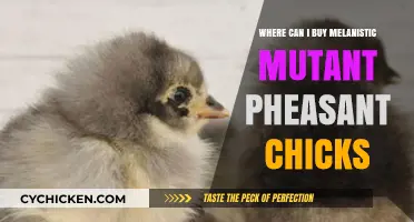 Where to Buy Melanistic Mutant Pheasant Chicks: A Comprehensive Guide