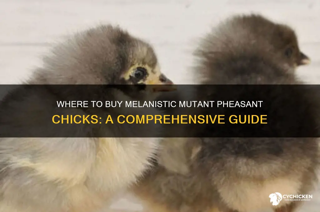 where can i buy melanistic mutant pheasant chicks