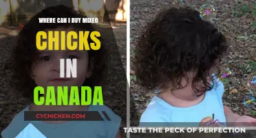 Where to Buy Mixed Chicks Products in Canada: A Guide