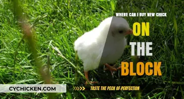 Where to Buy New Chick on the Block: Top Sources