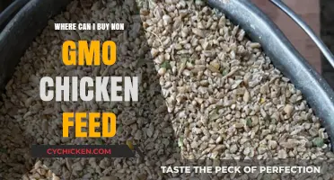 Where to Buy Non-GMO Chicken Feed: Top Sources for Healthy Poultry