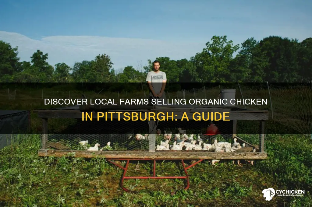 where can i buy organic chicken from a farm pittsburgh