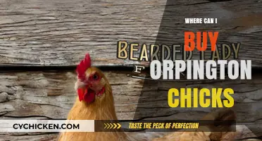 Where to Buy Orpington Chicks: Top Sources and Tips