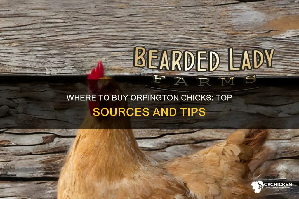 where can i buy orpington chicks