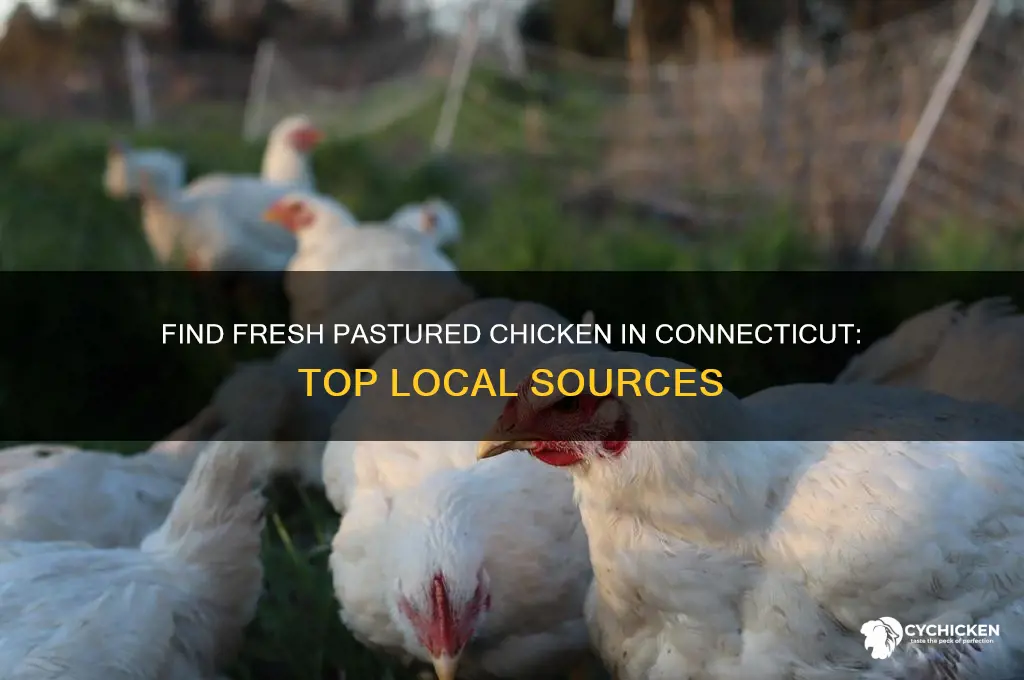 where can i buy pastured chicken in connecticut