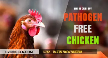 Where to Buy Pathogen-Free Chicken: Safe and Healthy Options