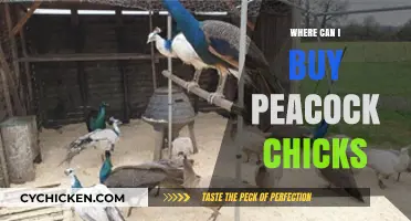 Where to Buy Healthy Peacock Chicks: A Comprehensive Guide