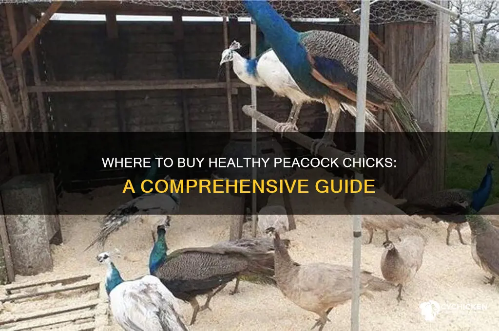 where can i buy peacock chicks
