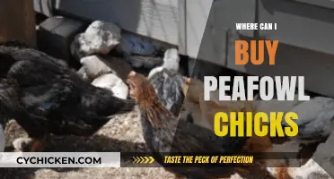 Where to Buy Peafowl Chicks: Top Sources and Tips