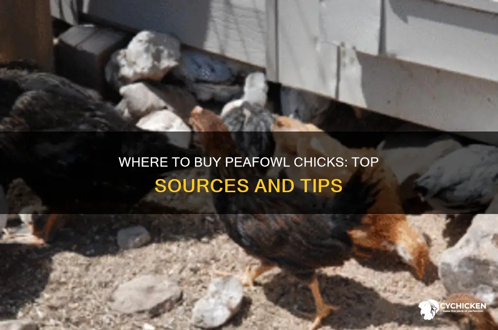 where can i buy peafowl chicks