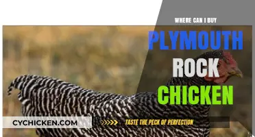 Where to Buy Plymouth Rock Chickens: Top Sources and Tips