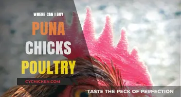 Where to Buy Puna Chicks: Top Poultry Suppliers Guide