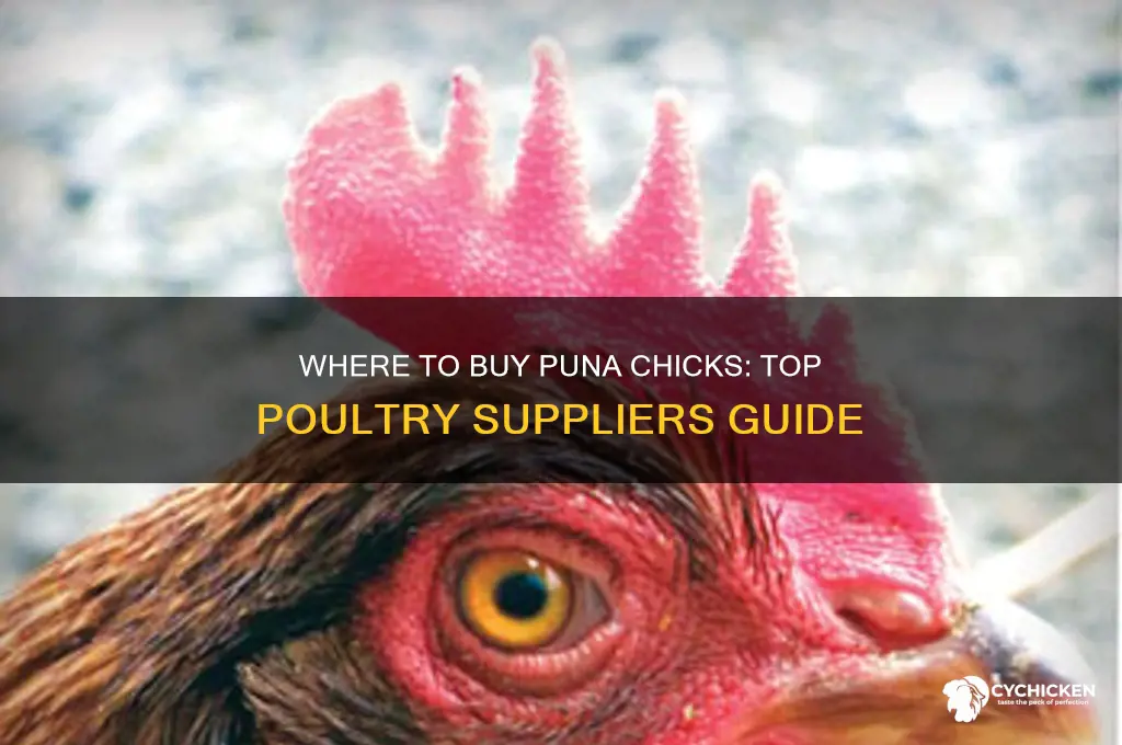 where can i buy puna chicks poultry