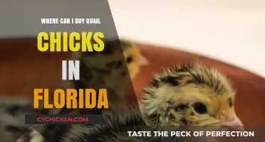 Where to Buy Quail Chicks in Florida: Top Sources