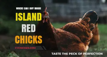 Where to Buy Rhode Island Red Chicks: Top Sources and Tips