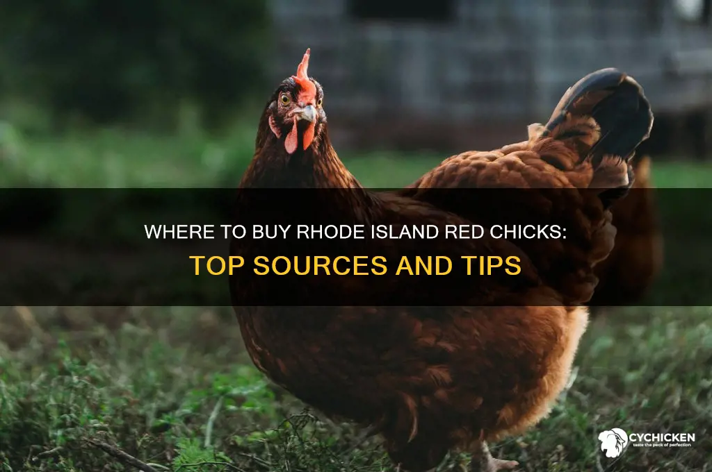 where can i buy rhode island red chicks
