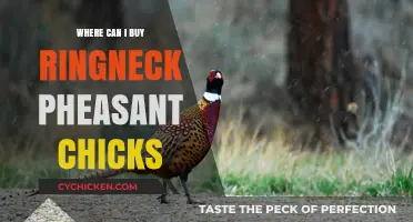 Where to Buy Ringneck Pheasant Chicks: A Comprehensive Guide
