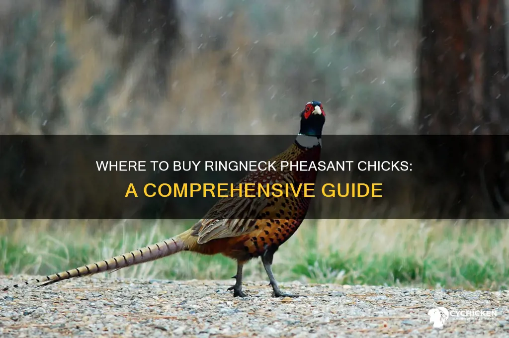 where can i buy ringneck pheasant chicks