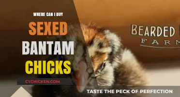 Where to Buy Sexed Bantam Chicks: Top Sources and Tips