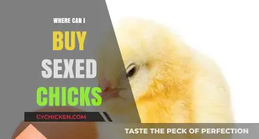 Where to Buy Sexed Chicks: Top Sources for Your Flock