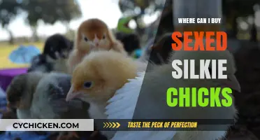 Where to Buy Sexed Silkie Chicks: Top Sources and Tips