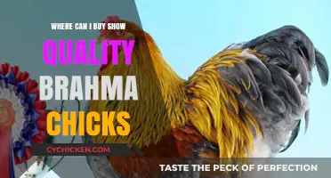Top Sources for Show-Quality Brahma Chicks: Your Ultimate Buying Guide