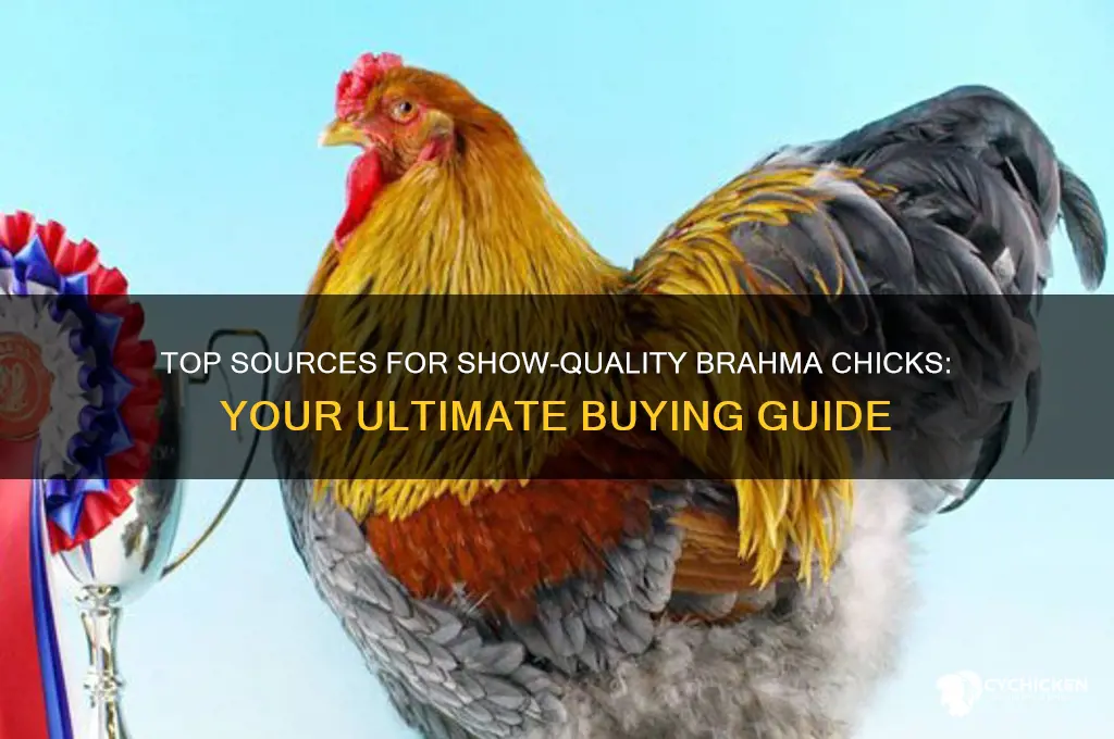 where can i buy show quality brahma chicks
