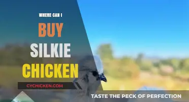 Where to Buy Silkie Chickens: Top Sources and Tips for Purchase
