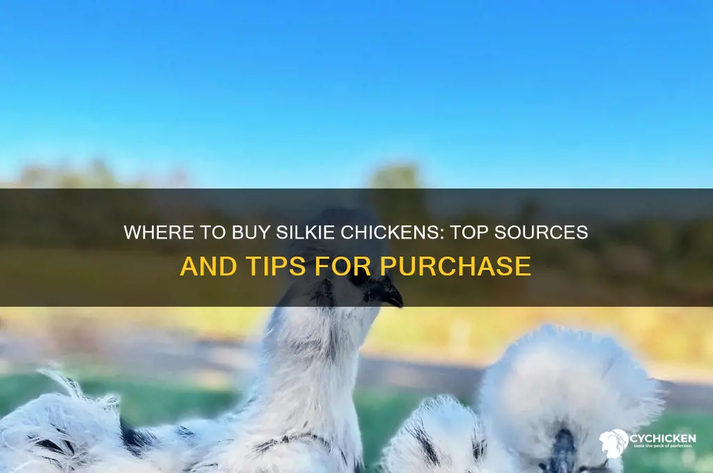 where can i buy silkie chicken