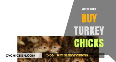 Where to Buy Turkey Chicks: A Comprehensive Guide for Buyers