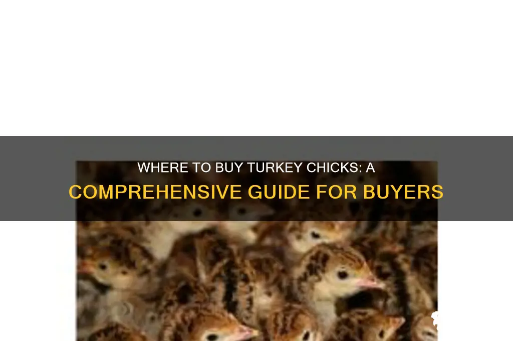 where can i buy turkey chicks