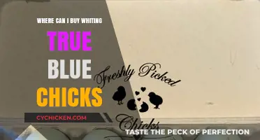 Where to Buy Whiting True Blue Chicks: A Comprehensive Guide
