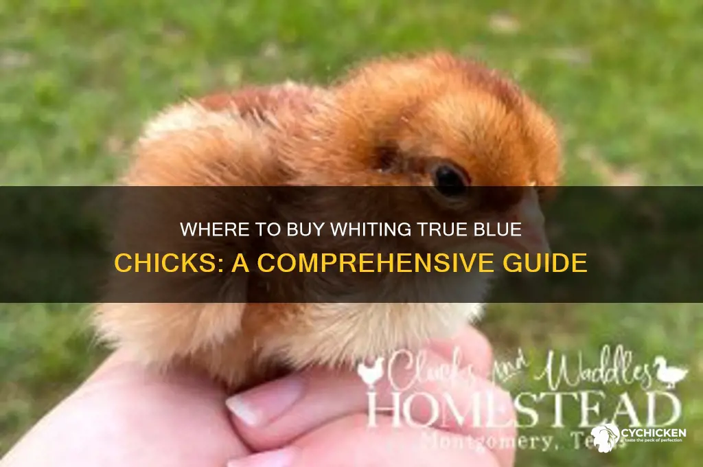 where can i buy whiting true blue chicks