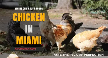 Where to Buy Young Chickens in Miami: Top Local Sources