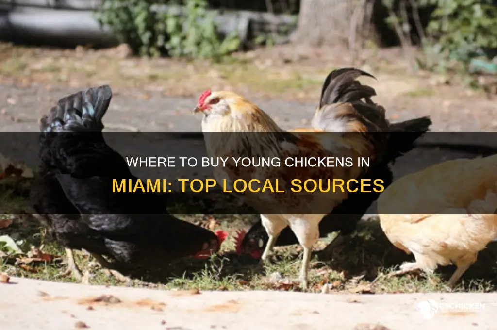 where can u buy a young chicken in miami