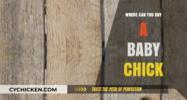 Where to Buy Baby Chicks: Top Sources and Tips for New Owners