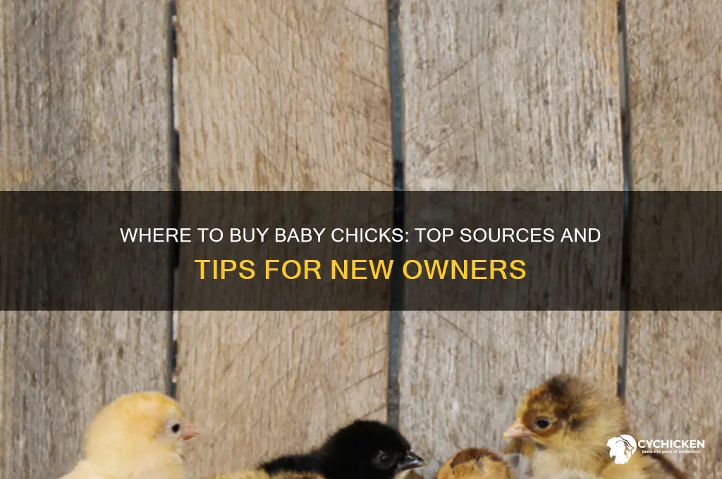 where can you buy a baby chick